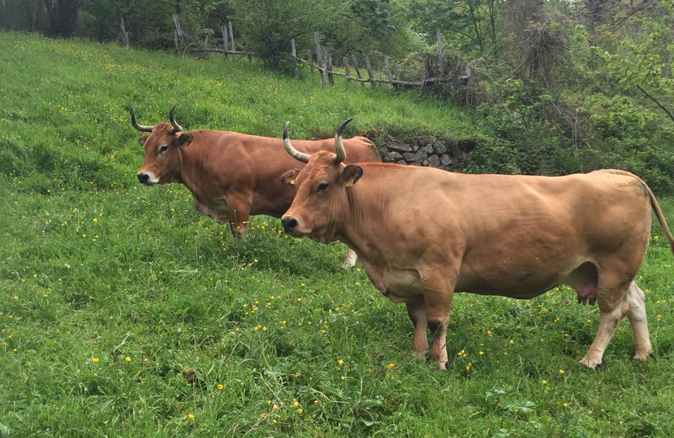 Vacas de la raza Asturiana de los Valles de la Ganadería Hermanos Cortina