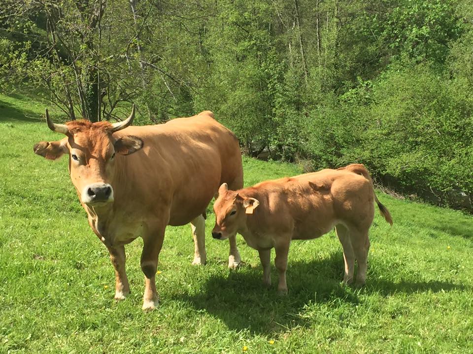 Vaca y xato de la Ganadería los Cortina en Teverga